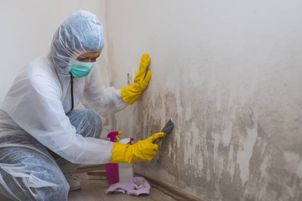 Best Toxic Mold Removal  in Century, FL